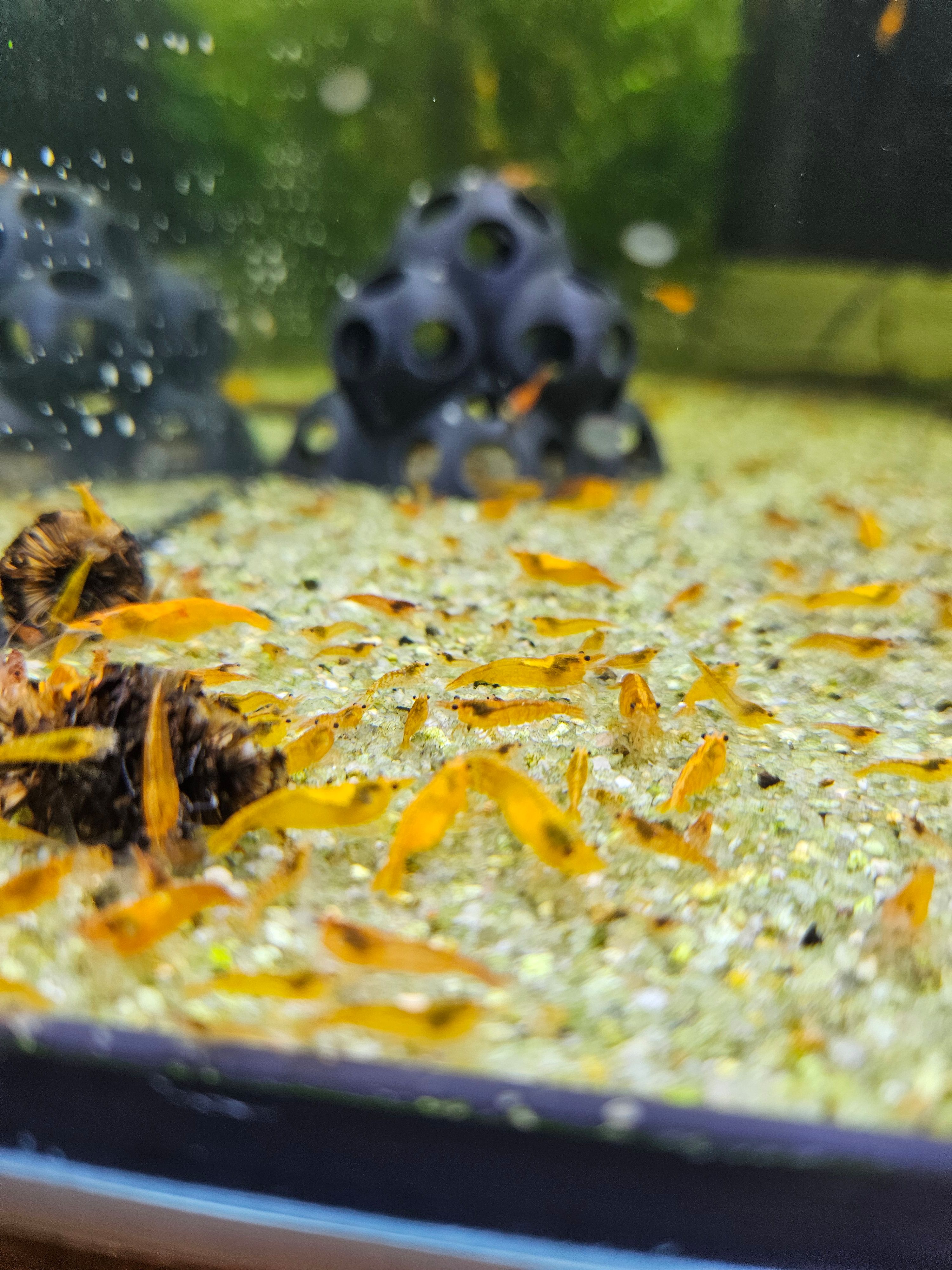 Crevettes Neocaridina orange sunkist