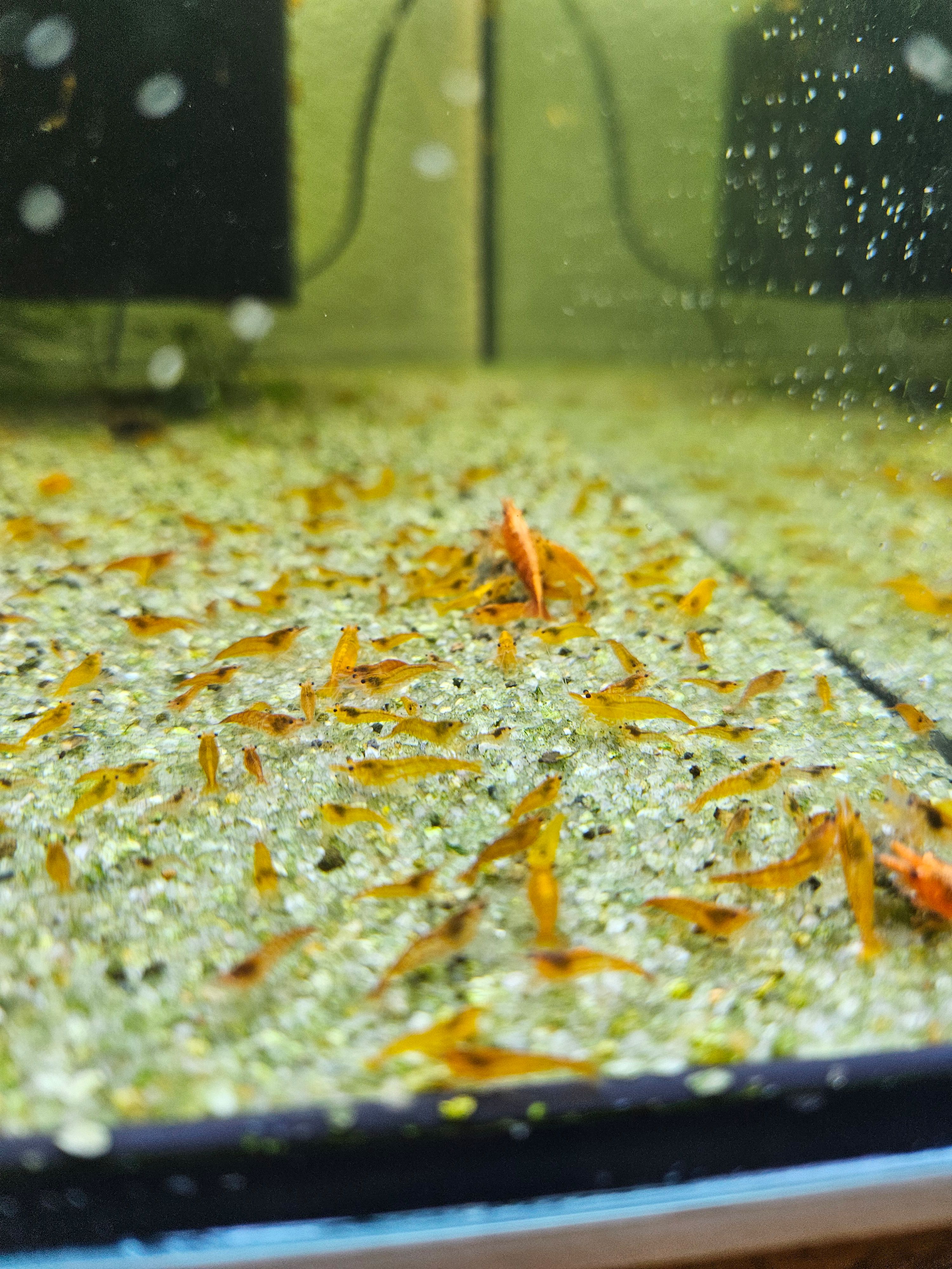 Crevettes Neocaridina orange sunkist
