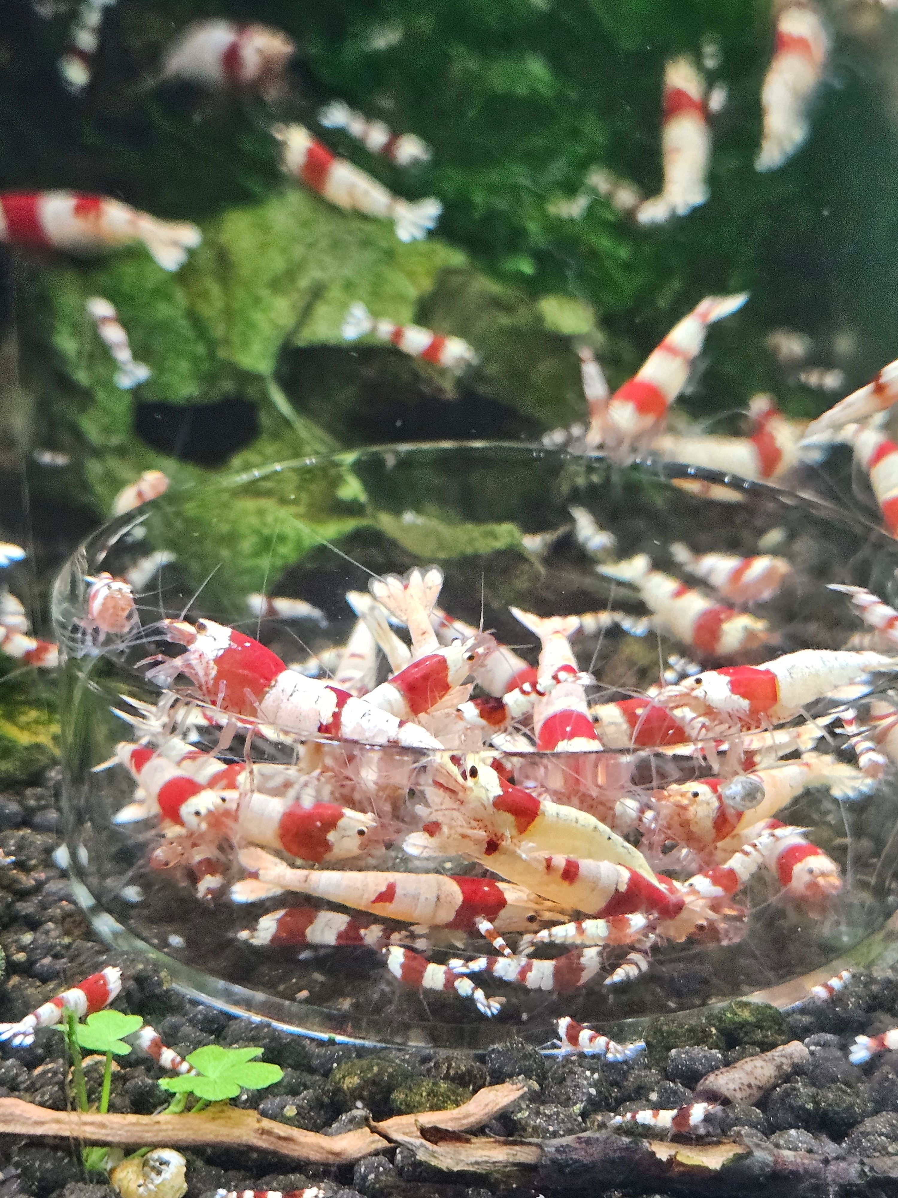 Crevettes caridina crystal red
