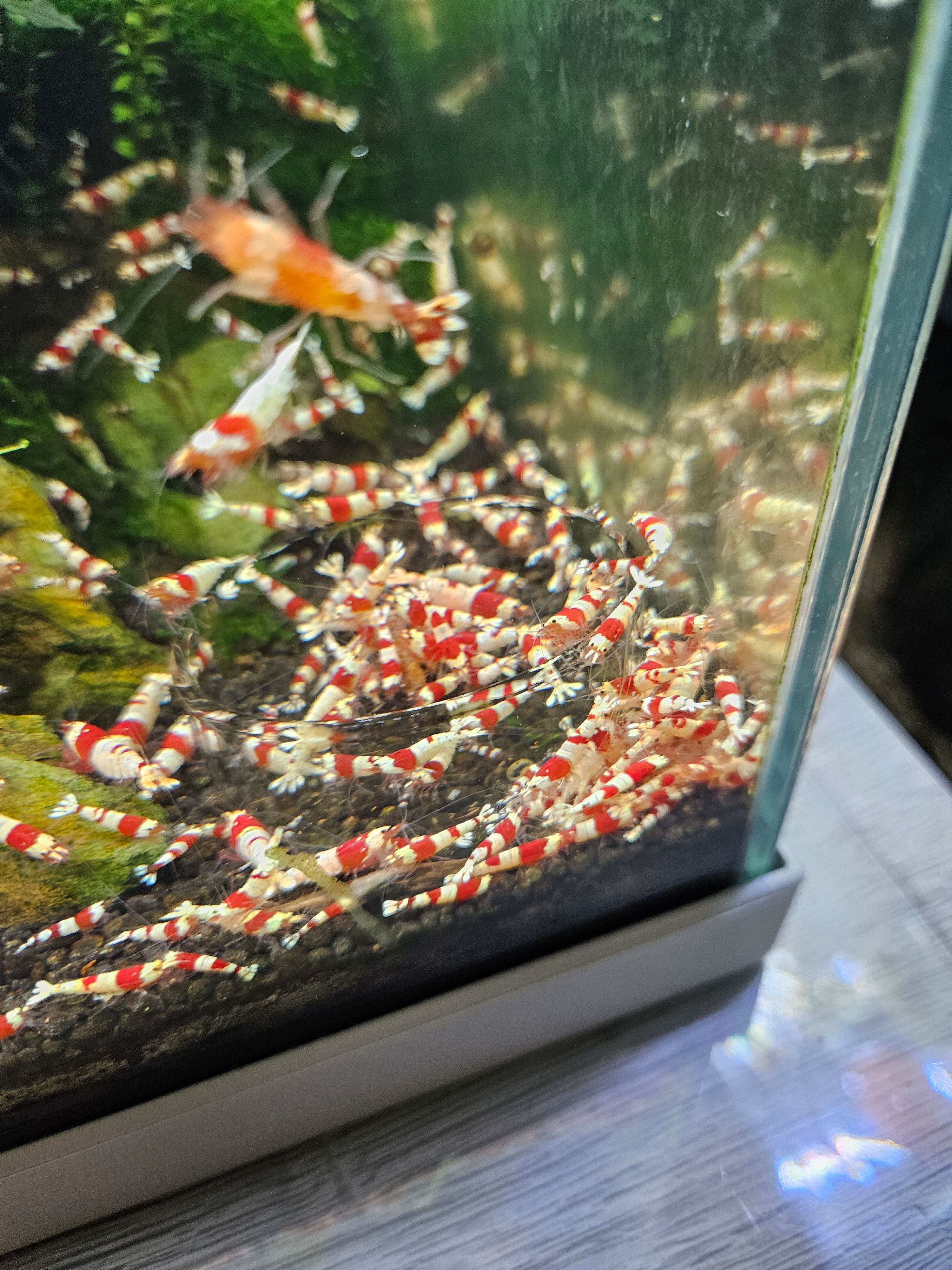 Crevettes caridina crystal red
