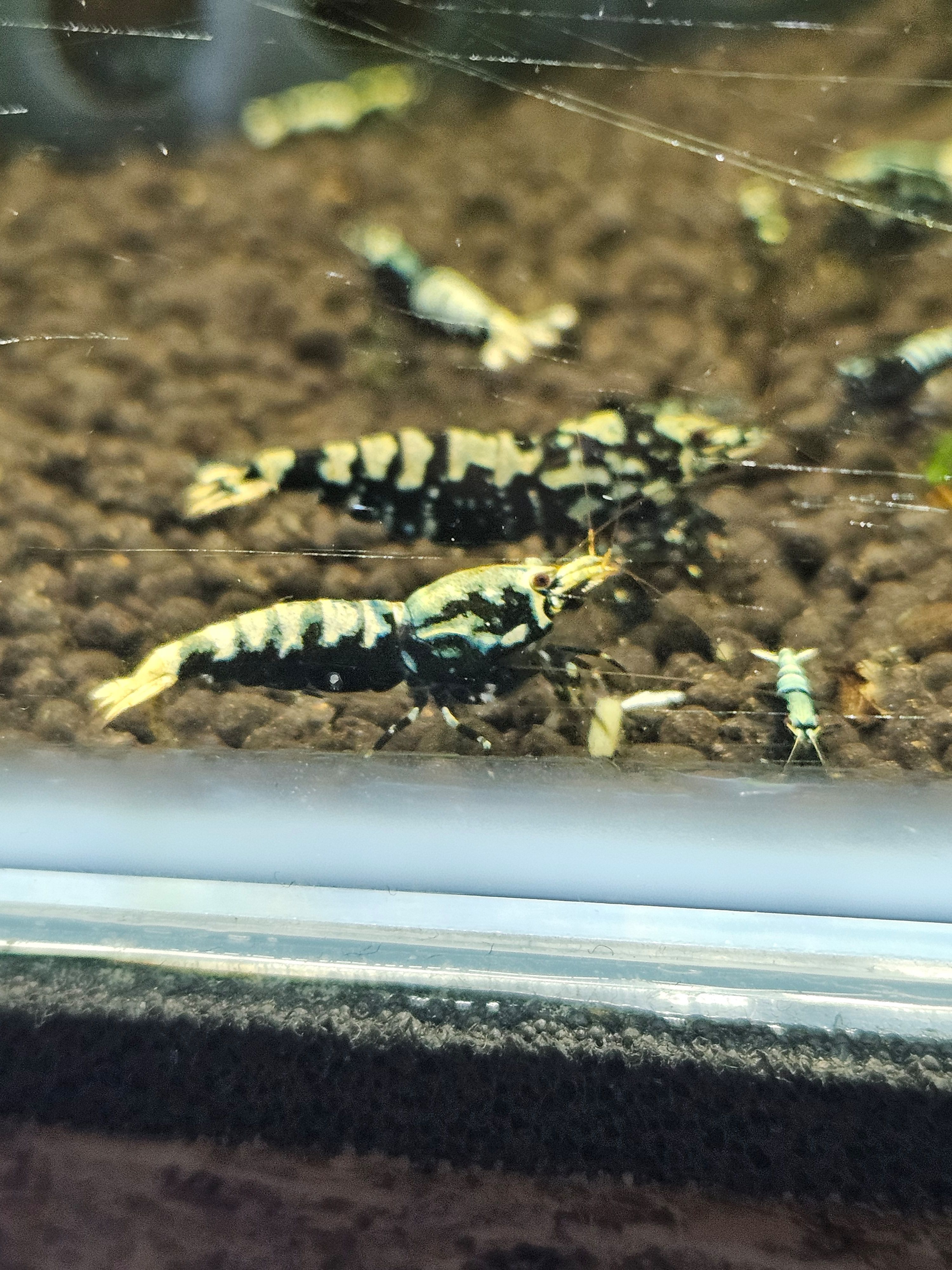 Crevettes caridina galaxy black