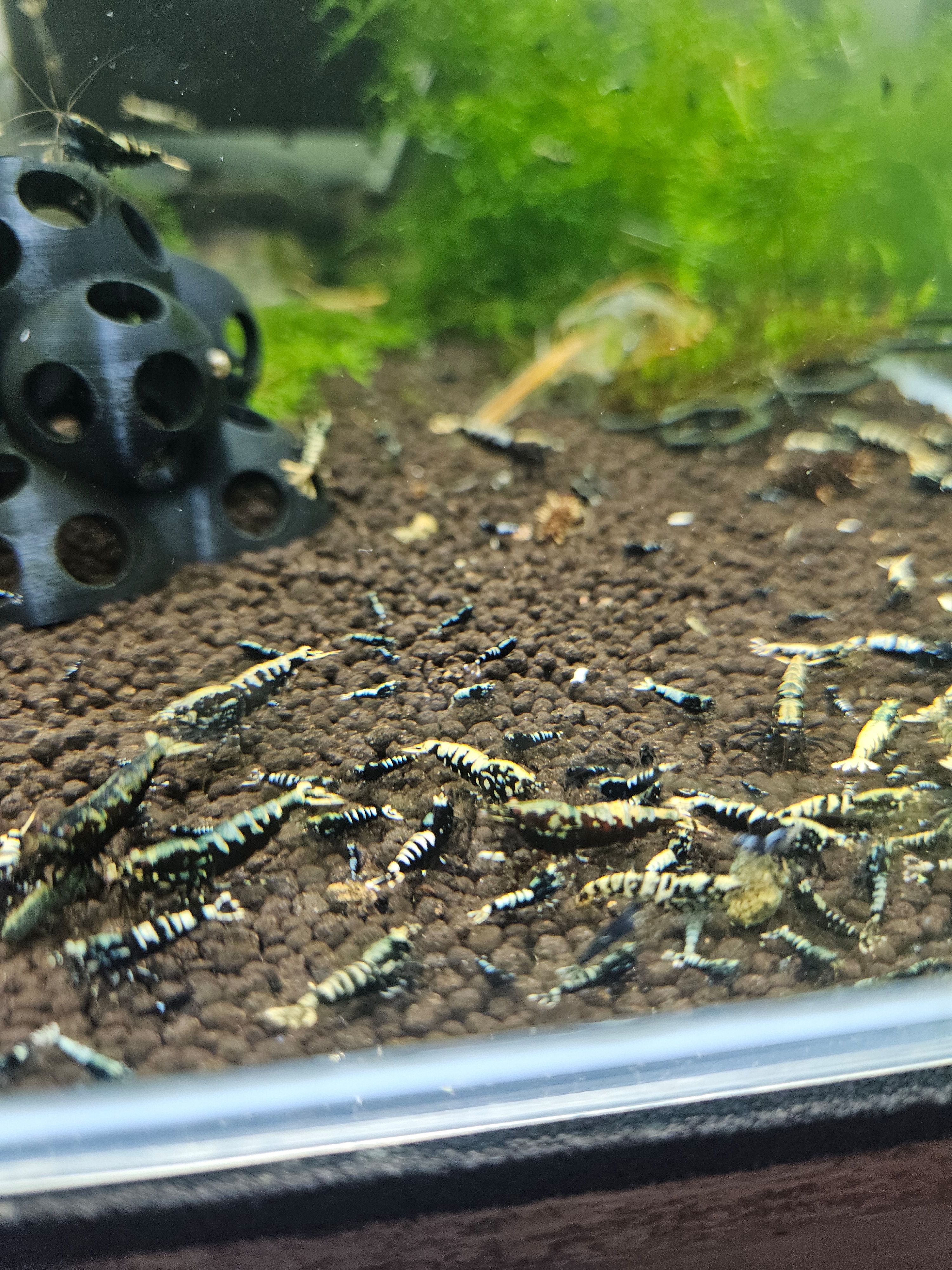 Crevettes caridina galaxy black