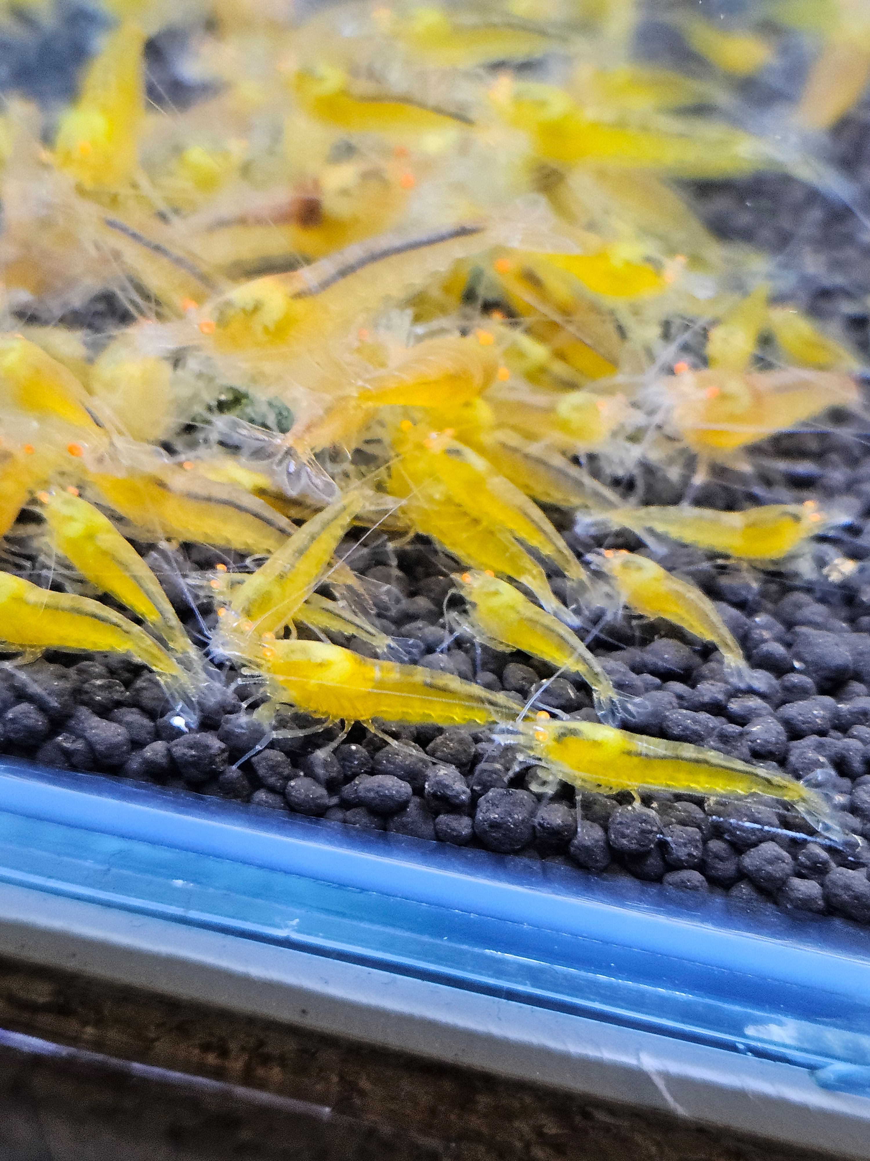 Crevettes Caridina yellow king kong orange eyes