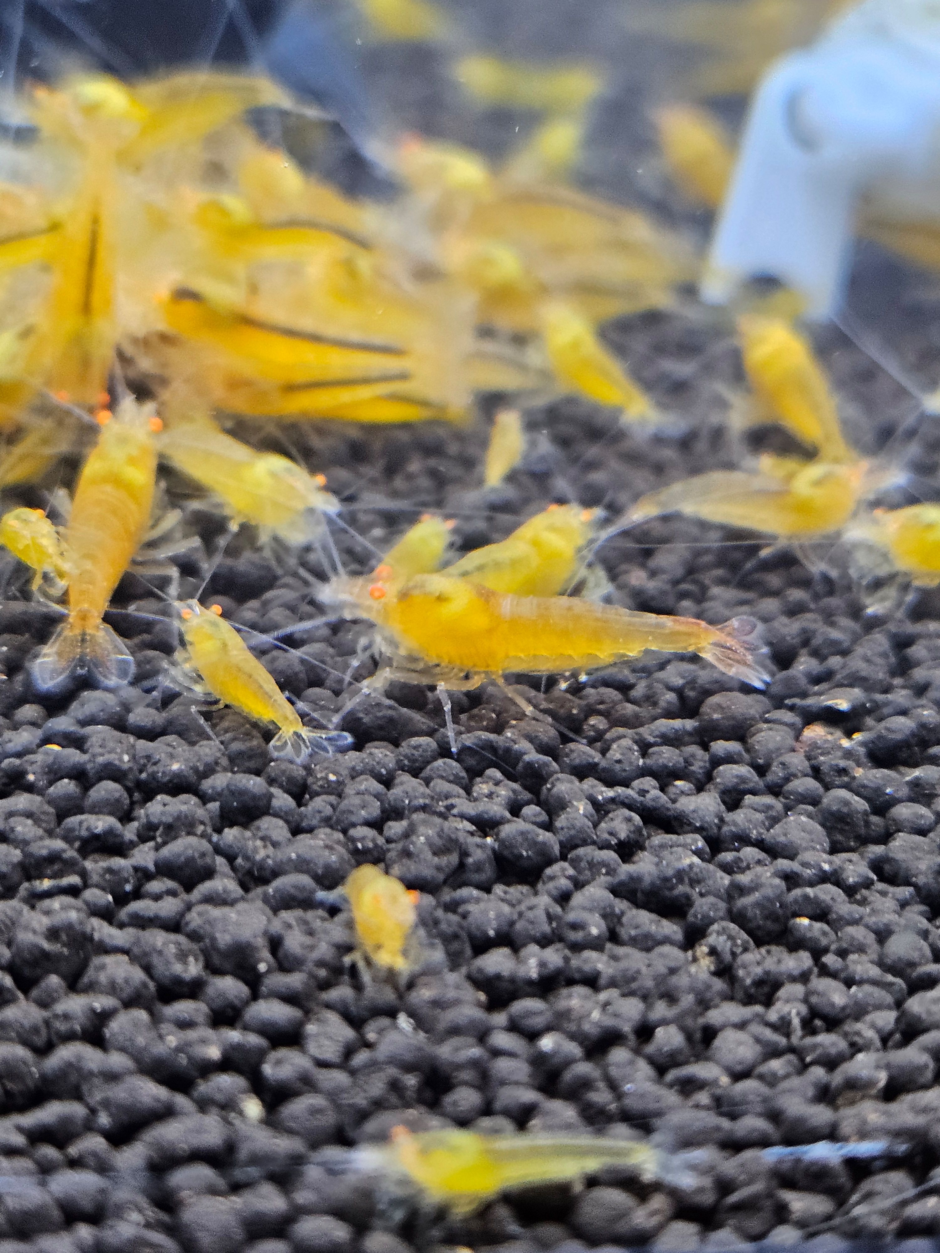 Crevettes Caridina yellow king kong orange eyes