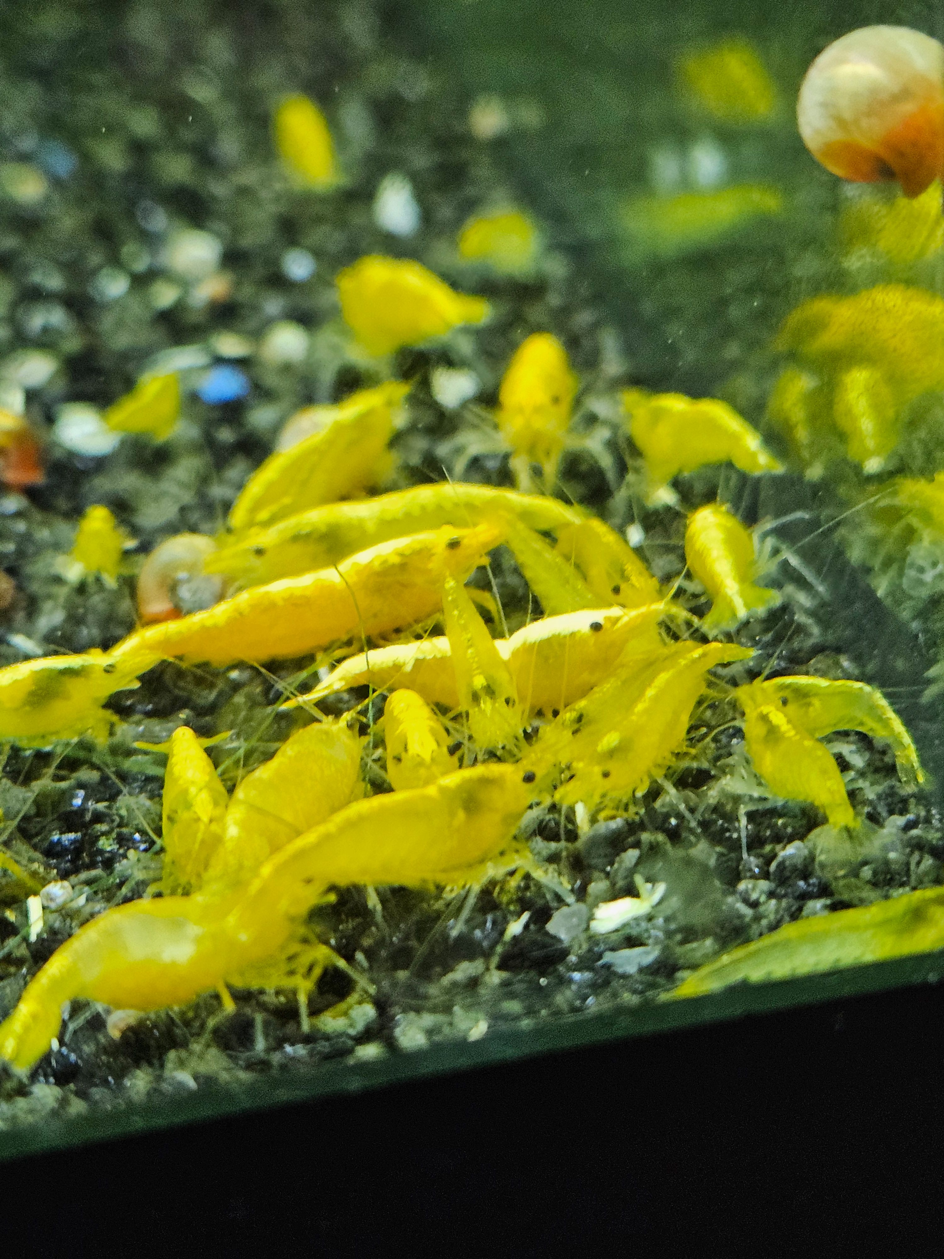 Crevettes Neocaridina yellow neon
