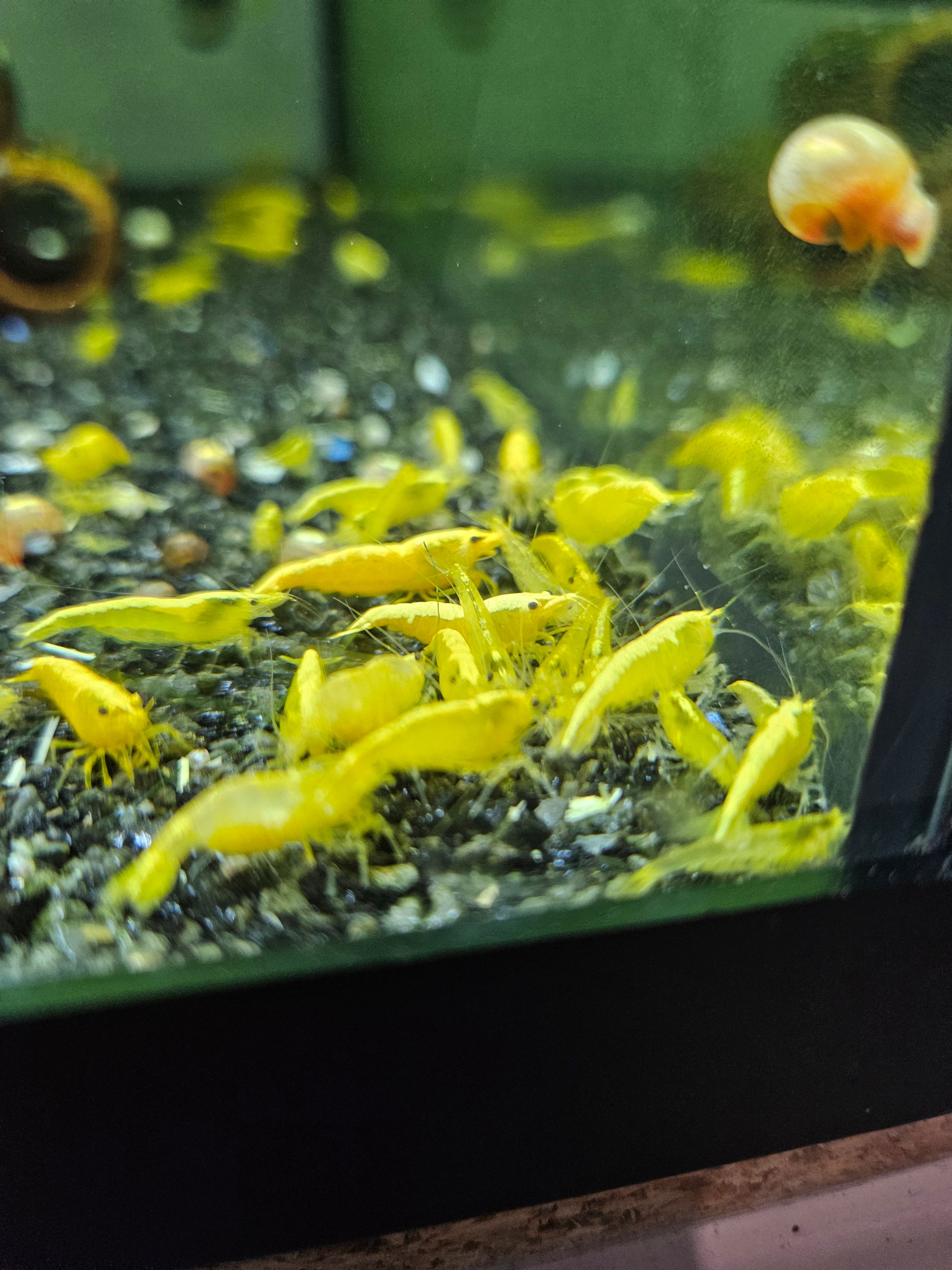 Crevettes Neocaridina yellow neon