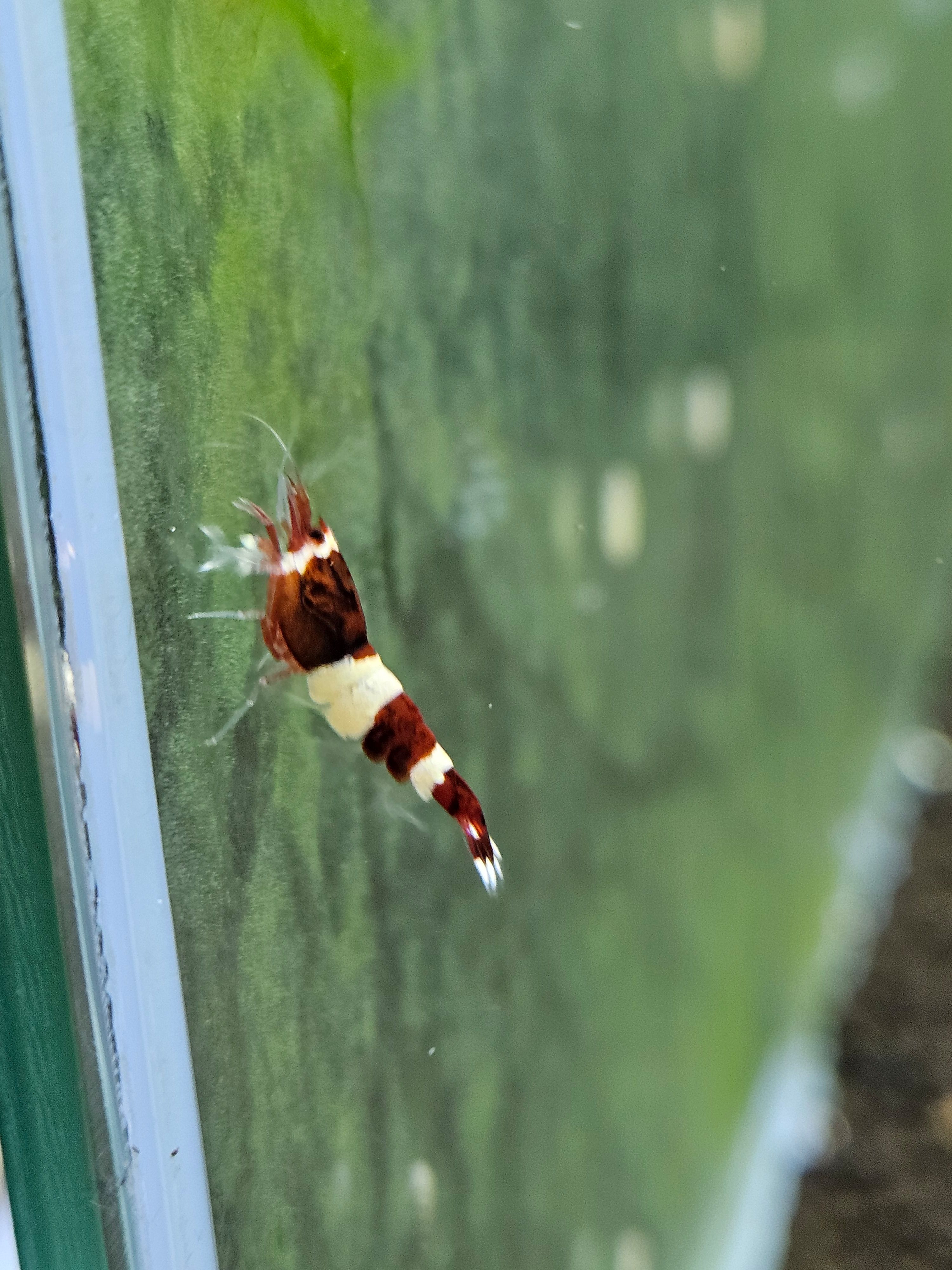 Crevettes caridina red wine