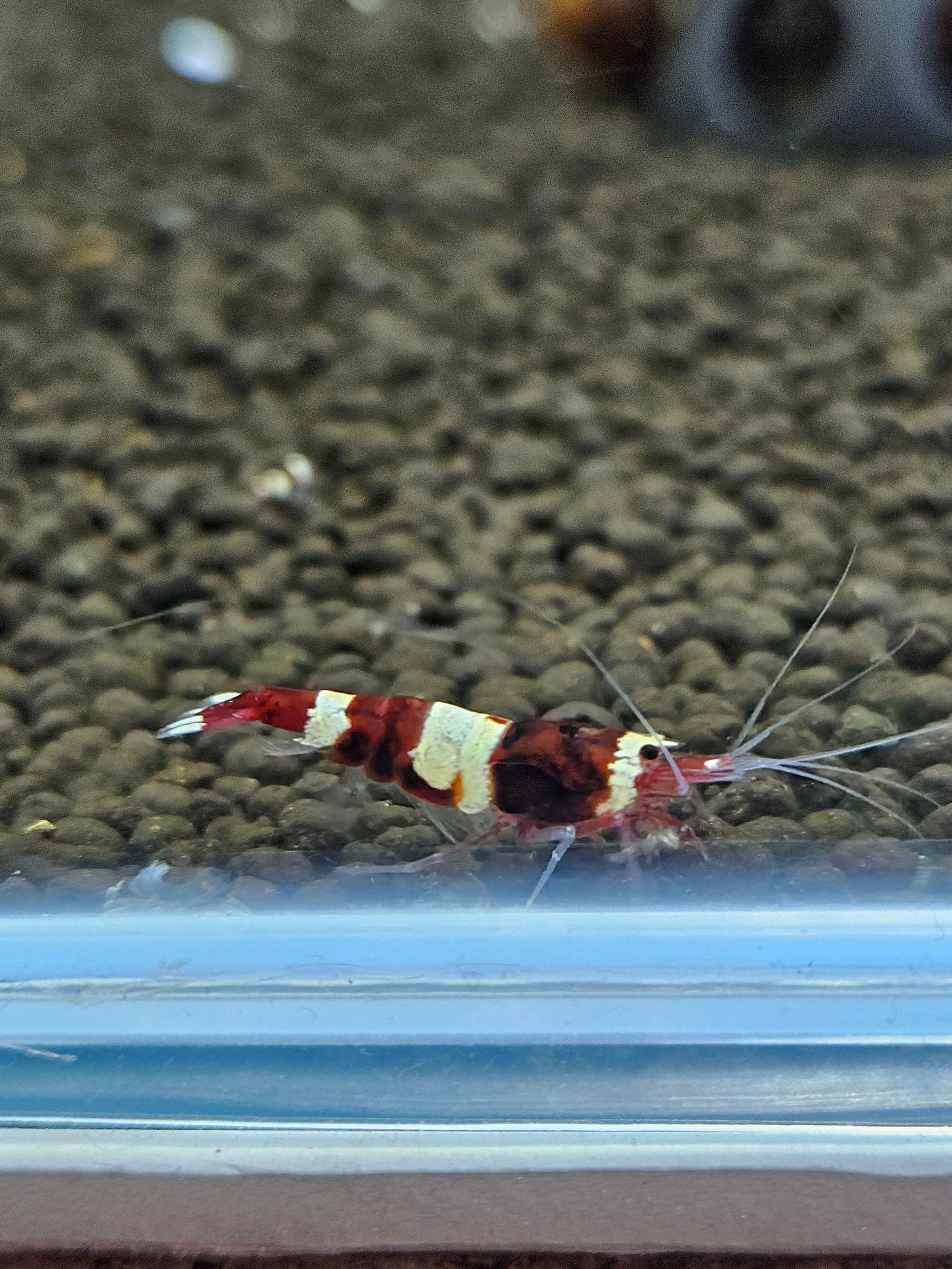 Crevettes caridina red wine