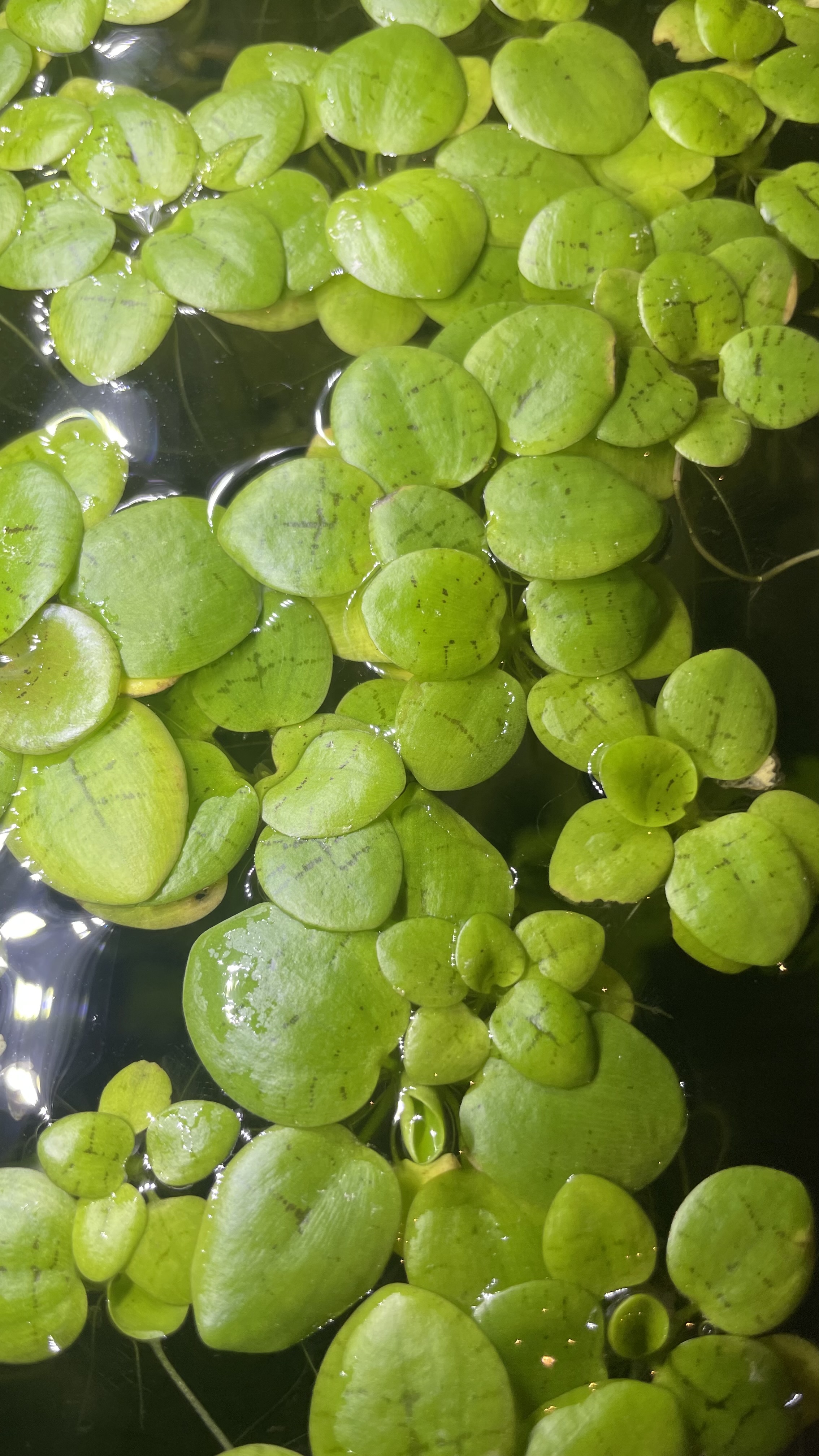 Plante flottante "Limnobium laevigatum" 
