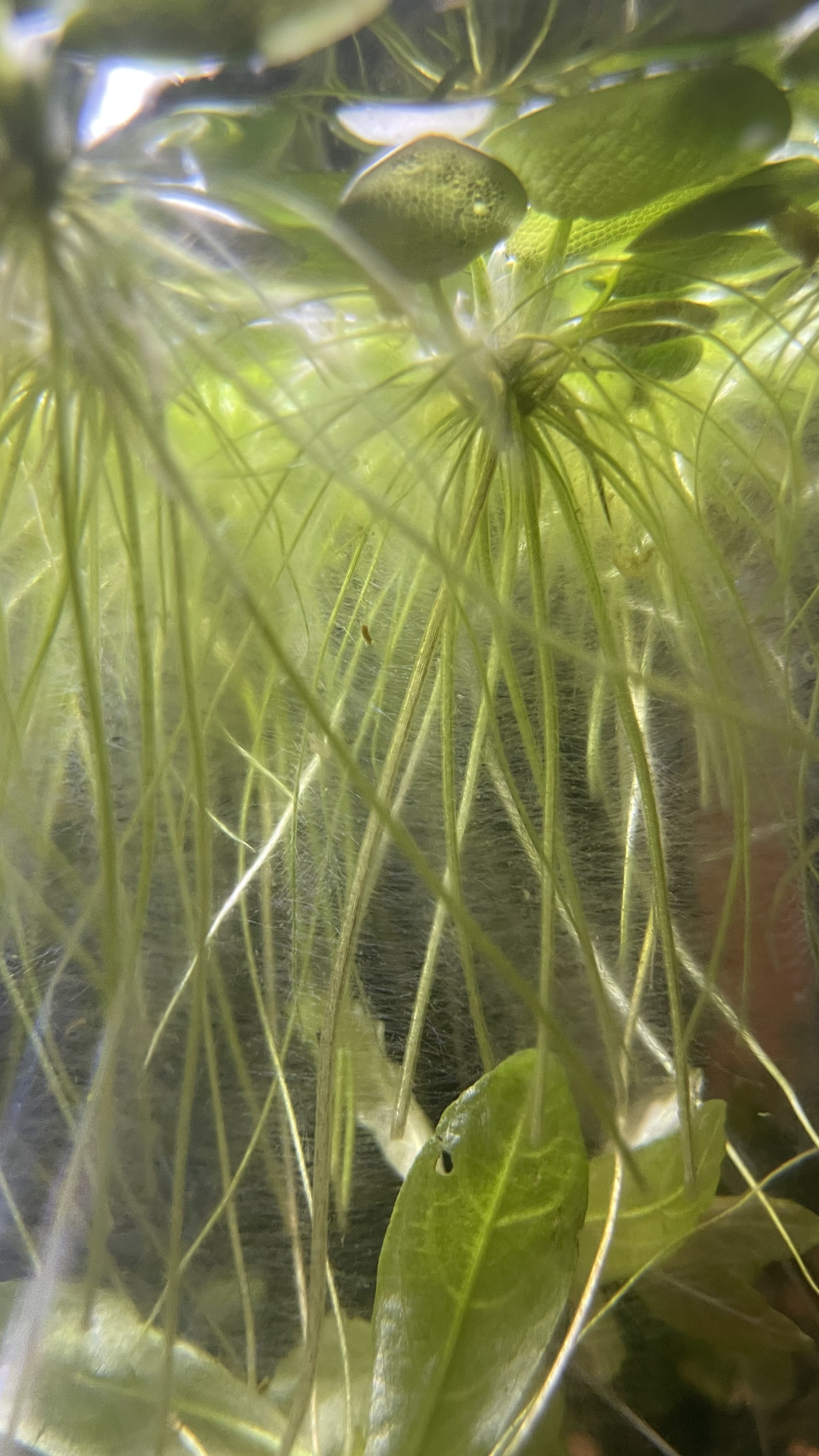 Plante flottante "Limnobium laevigatum" 