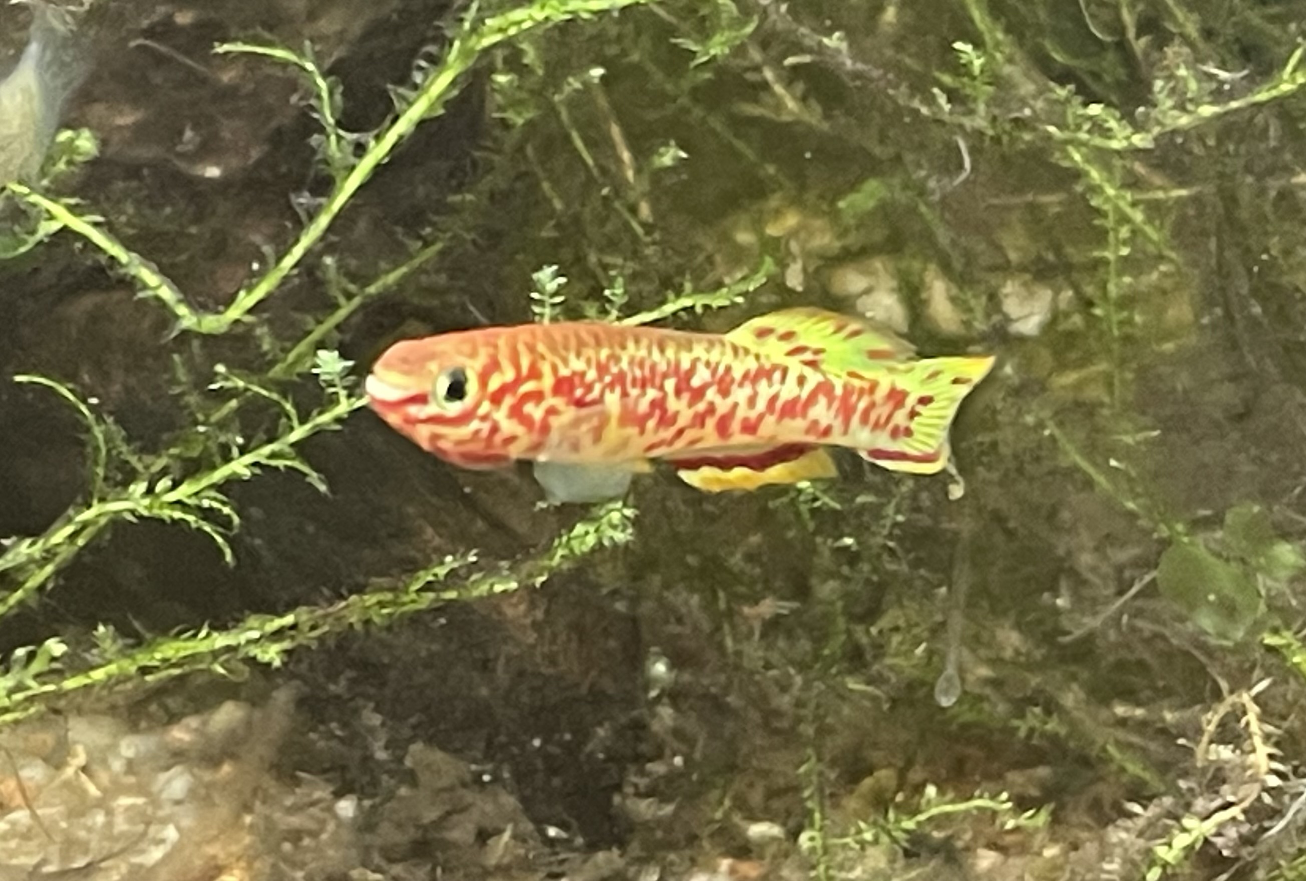 Fundulopanchax gardneri dore