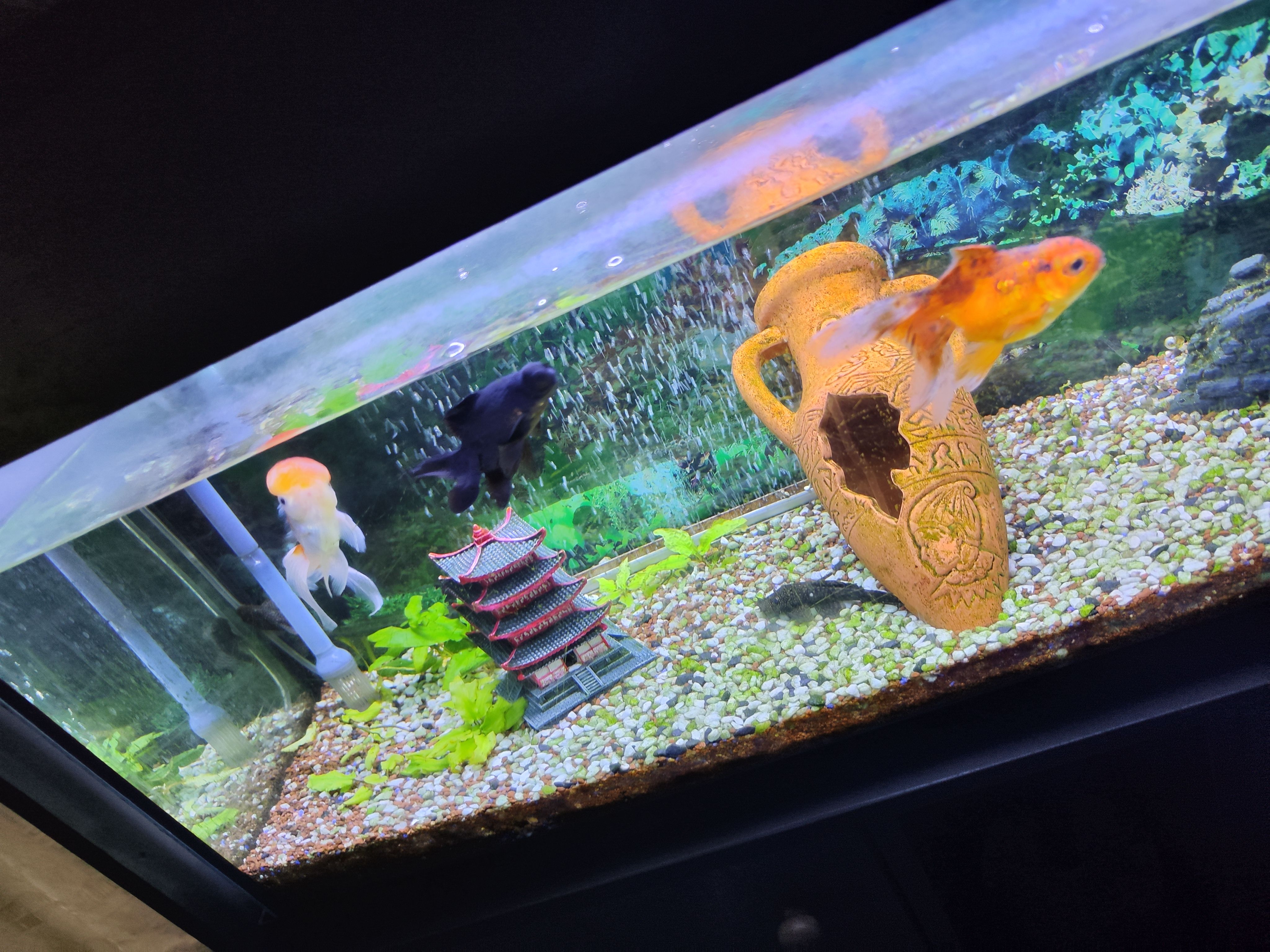 Aquarium 120l