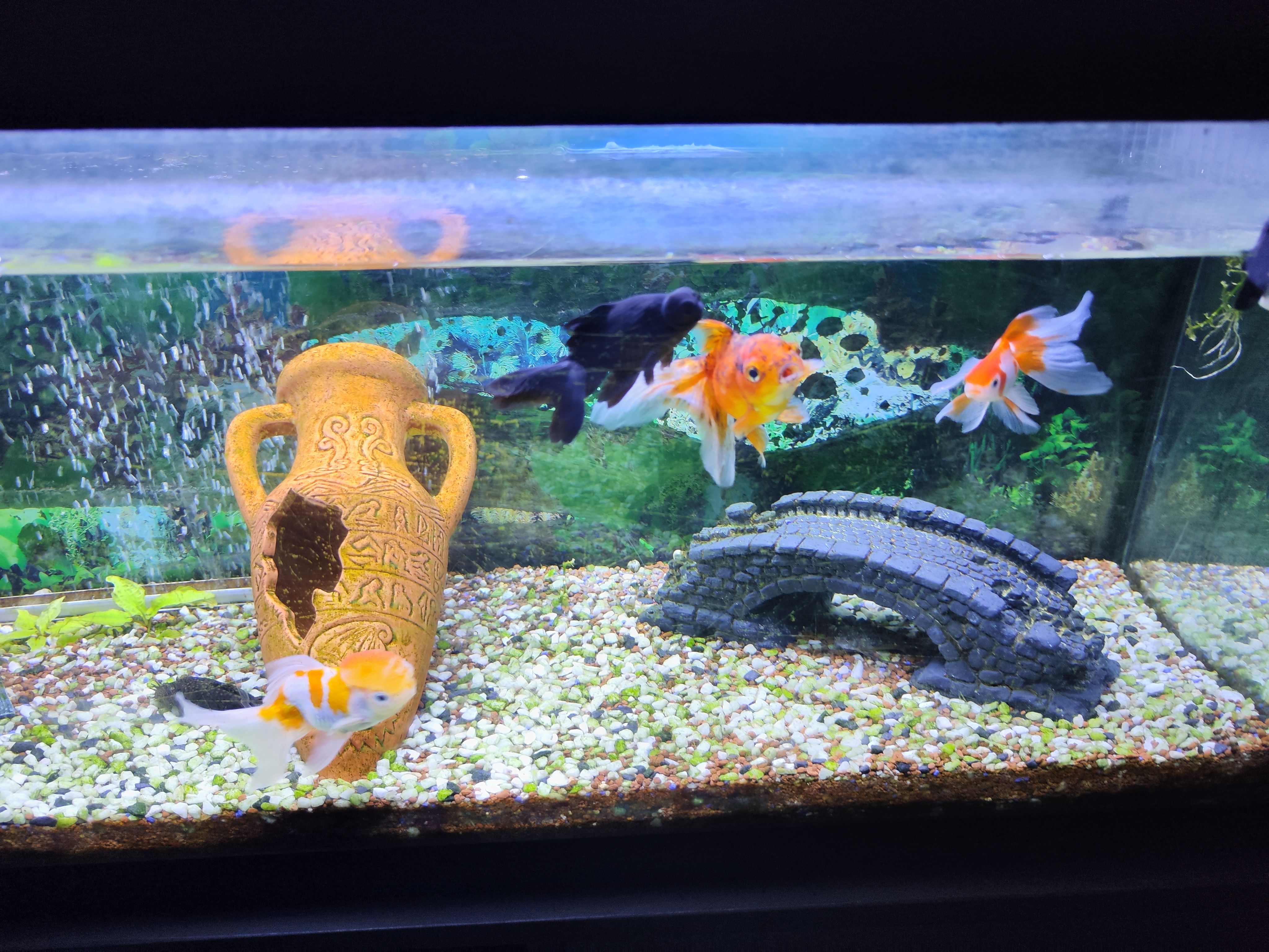 Aquarium 120l