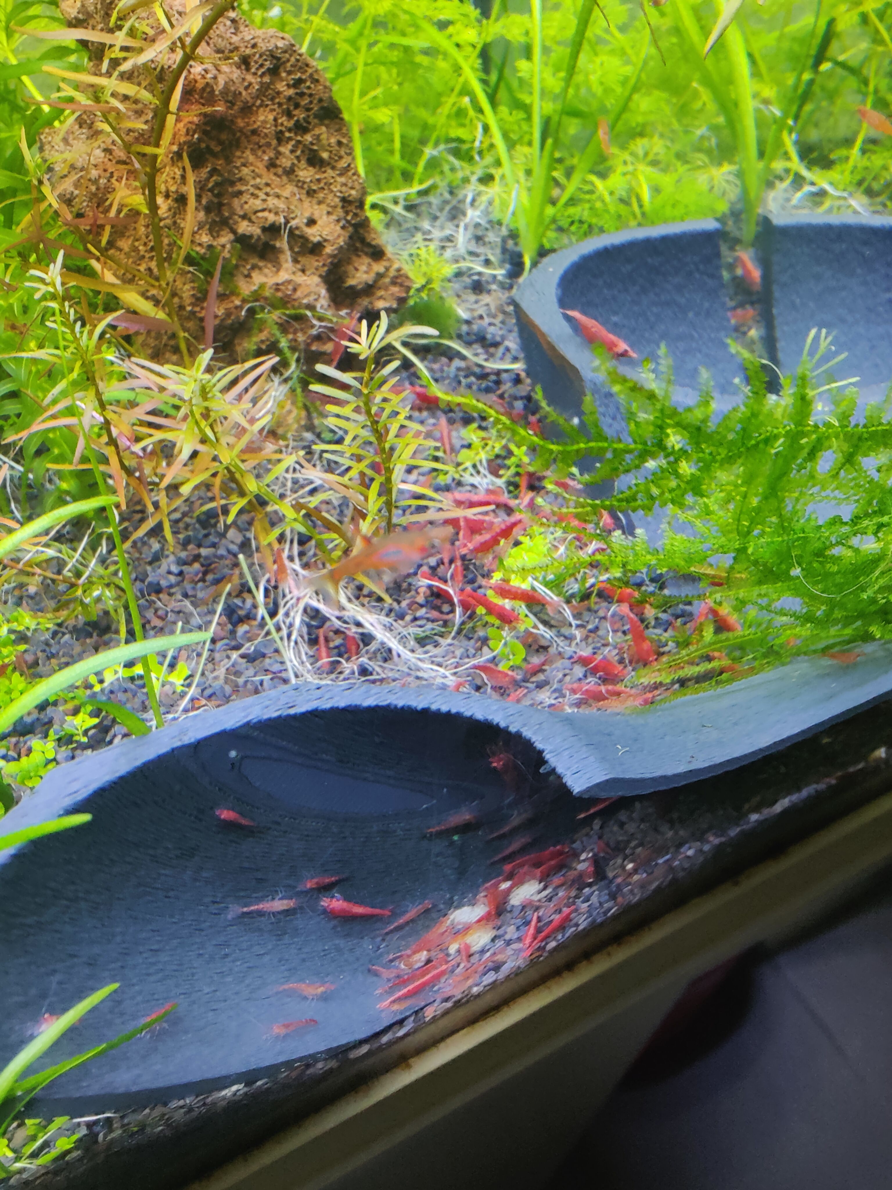Neocaridina red cherry 
