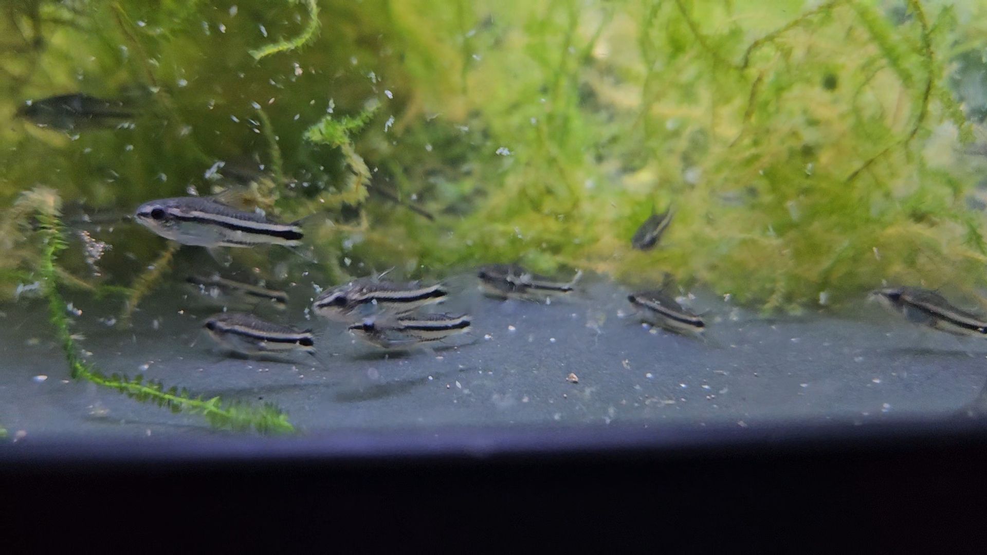 Lots de 10 Corydoras Pygmaeus 